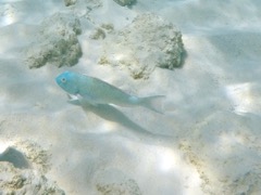 Rainbow Parrotfish Initial phase (12